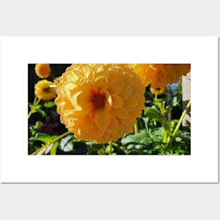 Golden Dahlias Posters and Art